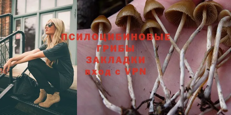 дарк нет наркотические препараты  Курчалой  Псилоцибиновые грибы Magic Shrooms  OMG ссылки 